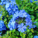 Set 4 Mix Plumbago Plants Live, Plumbago Flower Live Plants, 4 to 6 Inc Tall, Tropical Shrub Plant