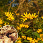 10 Jerusalem Artichoke Roots for Planting, Sunchoke Tubers Garden Vegetable, Edible Sunroot Plants for Outdoor Garden