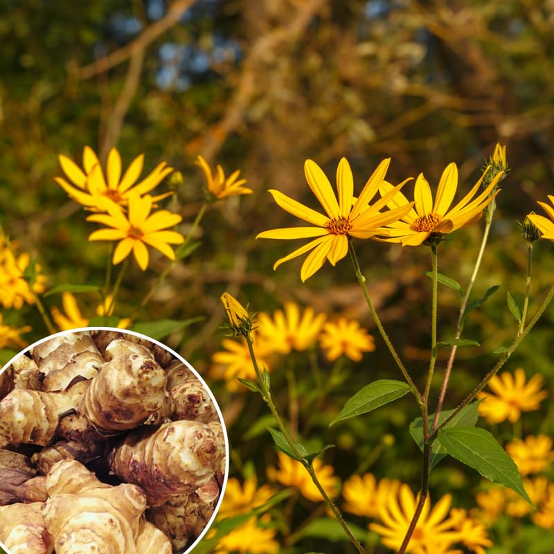 10 Jerusalem Artichoke Roots for Planting, Sunchoke Tubers Garden Vegetable, Edible Sunroot Plants for Outdoor Garden