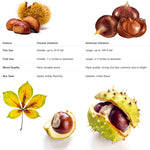 2 Chestnut Trees Live Plants Seedlings, 2-3 Feet Tall, Dormant, Bareroots, Establish Roots, Cold Hardy for Outdoor Planting