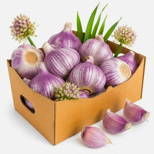 1 Pound Garlic for Planting in Fall Hardneck, 5-6 Purple Garlic Bulbs for Planting, Fresh and High Yield Bulb Variety Pack, Hardy and Fast Growing
