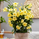 2 Mix Dipladenia Bushes Flower Plants, Pink Flowering Plants, 4-8 Inches, Outdoor Growing