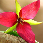 Pack of 30 Trillium Bulbs, Mix Trillium Large Bulbs, Trillium Flower Bulbs, Perennial Flower Bulbs, Easy to Plant Indoors Outdoors, Trillium Bulb