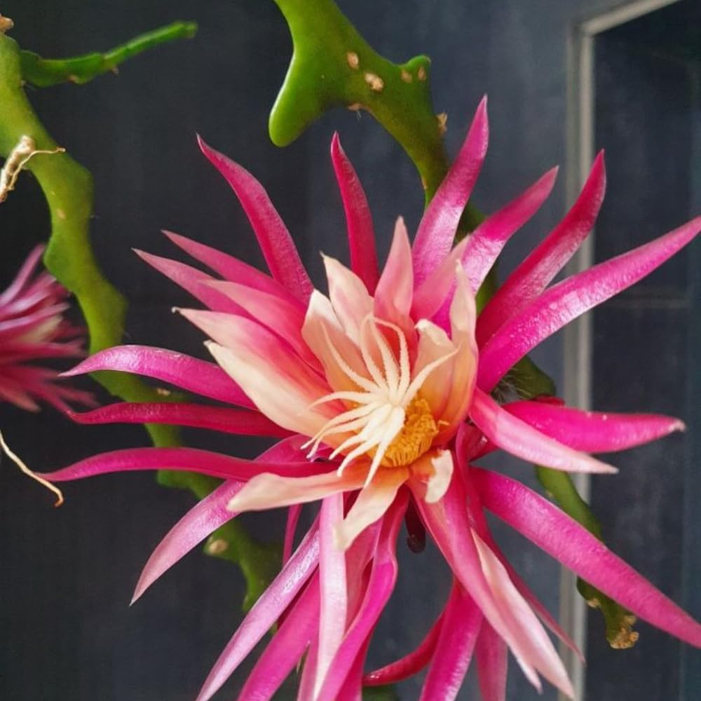 Fishbone Cactus Live Plant in 4'' Pot, Pink Epiphyllum Flower Cactus Houseplant Well Rooted, Unique Trailing Succulent for Planting