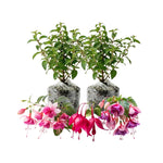 2 Mix Fuchsia Live Plants 4-7'' Tall, Hardy Hanging Basket Flower Plant, Shade Loving Blooming Fuchsia Starter Plants