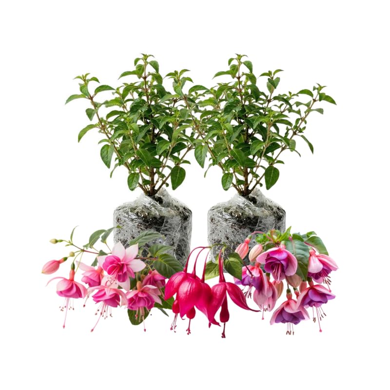 2 Mix Fuchsia Live Plants 4-7'' Tall, Hardy Hanging Basket Flower Plant, Shade Loving Blooming Fuchsia Starter Plants