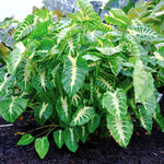 Colocasia Elephant Ears Live Plant, Alocasia Plant, Esculenta Taro Live Houseplant, 5-7 Inc Tall (Green Yellow Leaf)