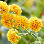 2 Butterfly Bush Live Plants, Yellow Buddleia Shrubs, 5–9 Inch Tall, Fragrant Flowering Shrubs, No Pot