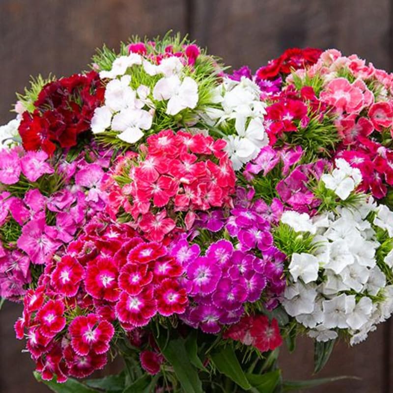 Set 10 Mixed Dwarf Dianthus Perennial Plants Live, Dianthus Live Plants for Outside Planting, Pink White Red Dianthus Color, Dianthus Flower Plant Live, Zones 3 to 9