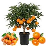 Fragrant Clementine Tree Live Plant, Citrus Fruit Tree in 1 Gallon Pot, Sweet Mandarin Orange Plant for Patio Container Garden, Zones 9-11