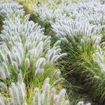 2 White Fountain Grass Plants Live, 5-9 Inch Tall Ornamental Grass Live Plants for Landscaping and Garden Borders