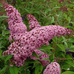 Butterfly Bush Plant Live, Perennial Buddleia Bushes Ready to Grow Outdoor 4-8 Inches (Pink Buddleia)