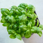 Pack of 2 Pots Sweet Basil Plant, 4 Inch Pot Live Basil Plant Potted for Planting Indoor Outdoor, Perennial Fragrant Herb Plants