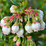 Pack 2 Blueberry Bush Live Plant, Blueberry Plants Live for Planting 5 to 9 Inch Height, Sweet Blueberries Tree Live Plant (Pink Lemonade Blueberry)