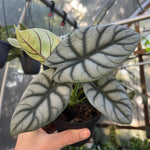 Pack 2 Silver Dragon Alocasia Live Plant for Planting, Indoor Houseplant Alocasia Plant Live, 5 to 7 Inc Tall, Bare Root, Alocasia Colocasia Taro Plant for Ornamental Plants