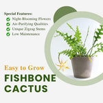 Pink Fishbone Cactus Plant Live in 4" Pot, Well-Rooted Epiphyllum Houseplant Succulents Cactus Plant Live for Home Decoration Indoor Outdoor, No CA