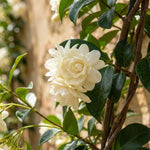 Duke Jasmine Plant Live 4-7 Inches Tall, Fragrant Flowering Vine for Garden, Patio Containers and Indoor Growing