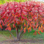 2 Smooth Sumac Trees Live Plants Bare Roots, Dormant 1-2 Feet Tall, Hardy Shrub Fragrant Ground Cover for Landscaping