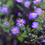 Aster Live Plant, Aster Plant Live, Perennial Asters Plants, Vibrant Flower Blooms, 5-7 Inches in Height for Growing (Purple)