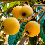 Loquat Fruit Tree 10-14" Tall, Half-Gallon Pot, Well-Rooted Loquat Plant for Garden and Orchard Planting