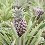 3 White Jade Pineapple Plants Live for Growing 5 to 8 Inch Height, Sweet Pineapple Fruit Tree Live Plant Home Garden