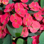 2 Euphorbia Milii Crown of Thorns Plant Live, Cold Hardy Succulent Houseplant 4-7" Tall with Constant Blooms