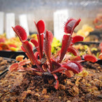 3 Rare Live Venus Fly Traps for Outdoor Indoor Planting, Random Different Cultivar Venus Flytrap Plants Zones 8-10 Growing