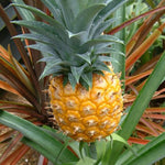 2 Gold Pineapple Plant Live 4-7 Inch Tall, Yellow Pineapple Fruit Plant, Sweet Fruit Plants for Growing in Garden