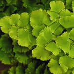 5 Maidenhair Fern Roots for Planting, Fern Live Plants for Gardening 4 to 6 Inc Tall