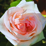 Roses Live Plant, Climbing Rose Plant Live from 5'' Tall, Bush Shrub Plants, Fragrant Flower Garden (Pink New Dawn)