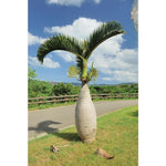 Live Palm Tree Plant in 3 Gallon Pot, No CA, Large Fully Rooted Size, Ready to Plant for Home Décor Indoor Outdoor Landscape, Rare Palm Trees, Bottle Palm