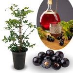 Jaboticaba Tree Live Plant, 1 Foot Tall, No Pot, Live Starter Brazilian Grape Tree for Outdoor Growing, Exotic Fruit Tree