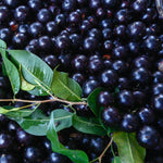 Black Jaboticaba Tree Plant Live, 4 Inc Potted, Jaboticaba Grape Fruit Plant