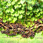 Black Muscadine Grape Live Plant, in 4" Pot, Cold Hardy Grape Vines 8-12" Tall for Garden or Vineyard Growing