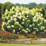 Set 2 Hydrangea Live Plants, Light Green Hydrangea Bushes Shrubs Trees Live Plants in 4” Pot, Live Hydrangea Well Rooted for Planting