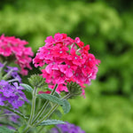 Pack 6 Pink Perennial Verbena Plants, Pink Verbena Live Plants, Verbena Flower Trailing Plants Live for Planting, Pink Verbena Plants in Zones 7 to 11