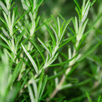 2 Trailling Rosemary Plants Live Size 5-9" Fast Growing, Fragrant Rosemary Live Plant Herb Plant for Indoor, Outdoor Garden
