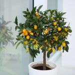 Meyer Lemon Tree Plant Live Starter Size 2-4" in Tall in 4" Pot, Yellow Lemon Lime Citrus Fragrant for Outdoor Indoor Planting