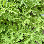 Live Citronella Plant, 4 Inch Pot, Fragrant Herb Leaves, Citronella Plants Live Potted for Growing, Indoor Outdoor Home Garden