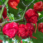 Pack 4 Red Carolina Reaper Pepper Plants Live, 75 Days Old Pepper for Planting, Super Hot Pepper Live Plants for Growing, 5 to 9" Tall Fast Growing