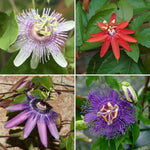 Pack 3 Mix Passion Flowers Plants, 3 to 6 Inch Tall Assorted Passion Vine Live Plant for Outdoor Indoor Garden, Perennial Coloful Passiflora Flowers Plant, No Pot