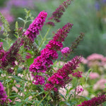 Pack 2 Butterfly Bushes Live Plant, Fragrant Buddleia Bush Shrub, 4 to 9 Inch Tall (Red Pink Blooms)