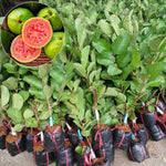 Pink Guava Tree Live Plant, 10-14 Inch Tall, Sweet Tropical Guava Fruit Tree for Outdoor Planting, No Pot, Well-Rooted