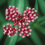 Pack 2 Milkweed Live Plants, Butterfly Milkweed Shrub, Asclepias Tuberosa Plants 4-8 Inches (Deep Red)