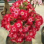 02 Red Desert Rose Live Plants, Starter Adenium 3-6 Inches Tall, No Pot, No Flower, Tropical Flowering Succulent Plants for Indoor Outdoor Growing