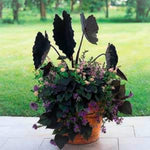Black Colocasia Elephant Ear Plants Live 4–7 Inches Tall, Taro Alocasia Tropical Foliage Plants for Outdoor Garden Home Decor