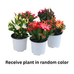 Easter Cactus Live Plant, Vibrant Blooming Cactus for Indoor Outdoor Gardens, 4-8'' Tall, No Pot (Random Blooms)