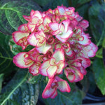 Hydrangea Plant Live Tree, Change Color Bloom, Well-Rooted Hydrangea Shrub Bush for House Planting Outdoor (Dwarf Double Petals Pink White to Purple)