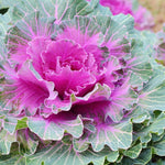 Red Ornamental Cabbage Plant in 4 Inch Pot, Colorful Cabbage Plants Live for Outdoor Indoor Garden