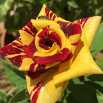 Deep Red and Yellow Striped Climbing Rose Live Plants Bushes Fragrant Well Rooted - No Leaf - Cut Back for Planting, No Pot, 5-9" Tall